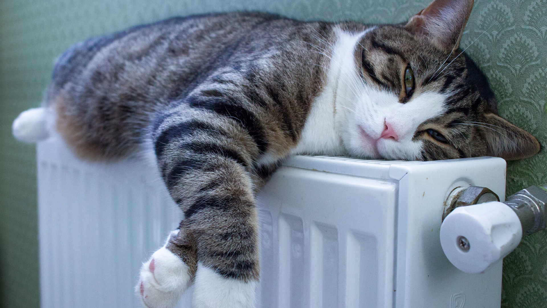 pisica pe calorifer, centrală termică pe gaz